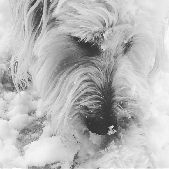 Meet your Posher, Kennedy - Picture 1 of 1